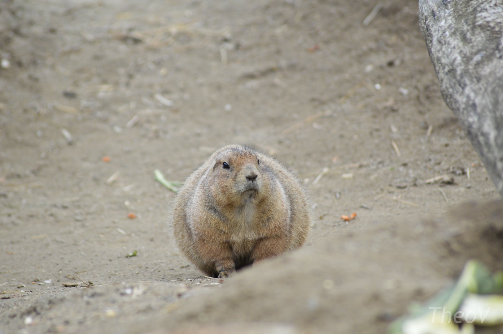 Black-tailed prairie dog [2017]