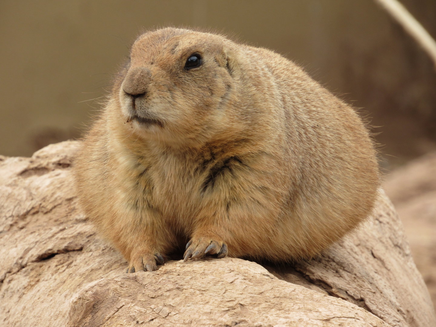Black-tailed Prairie Dog - 3/7/23