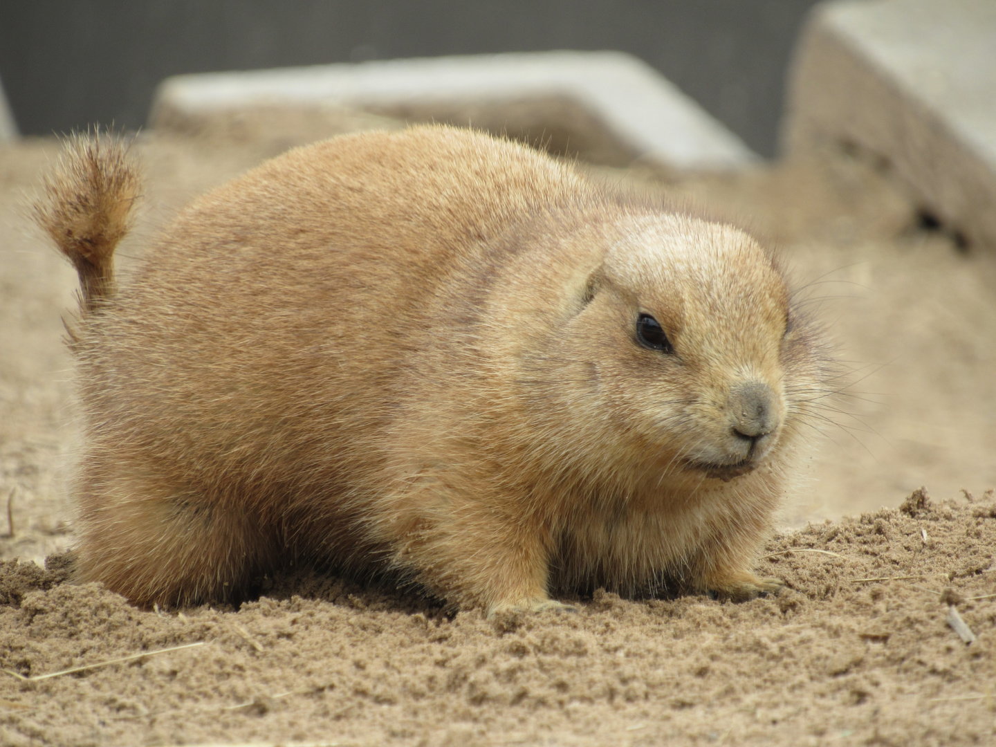 Black-tailed Prairie Dog - 4/8/23