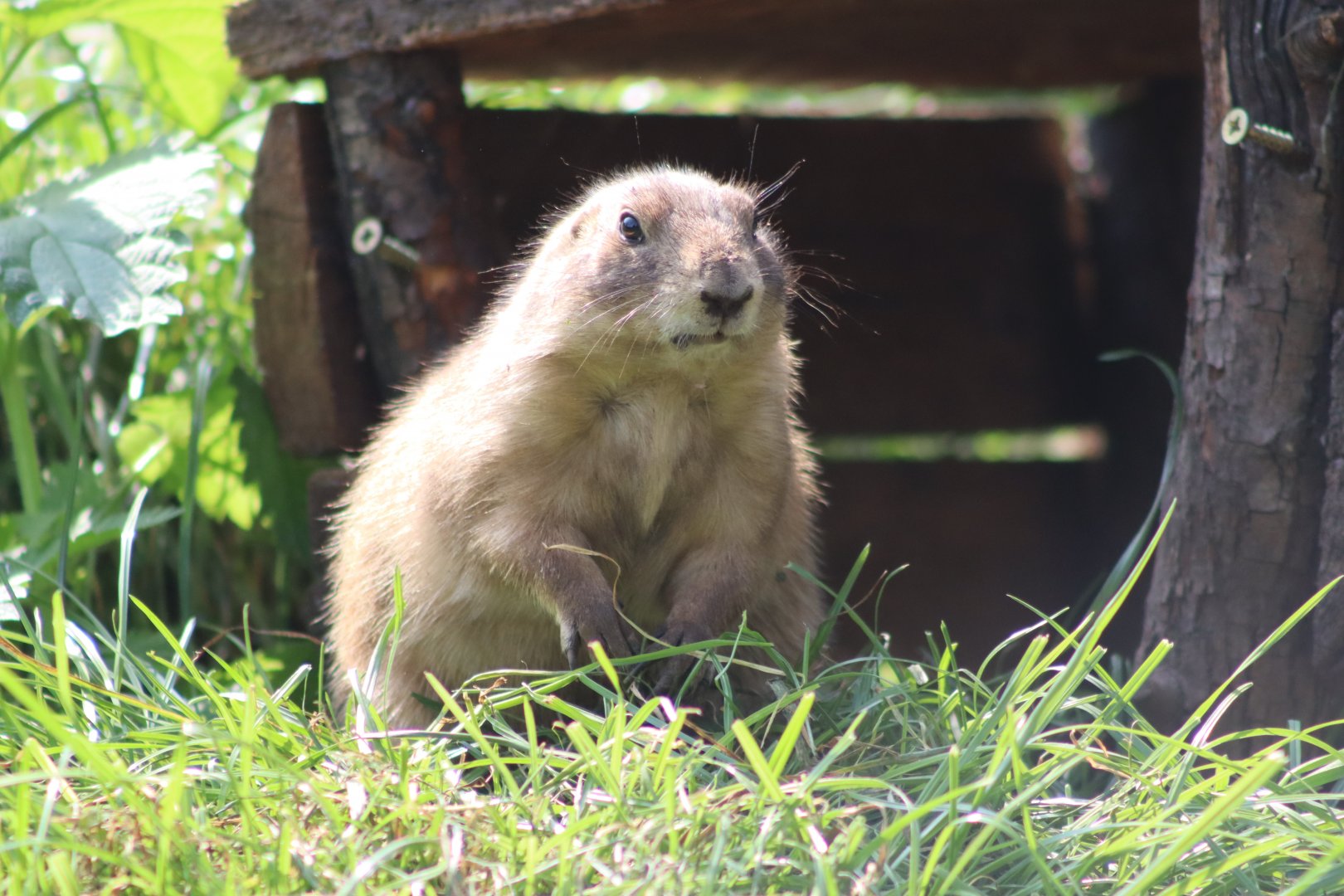 Black-tailed prairie dog - 6 September 2021