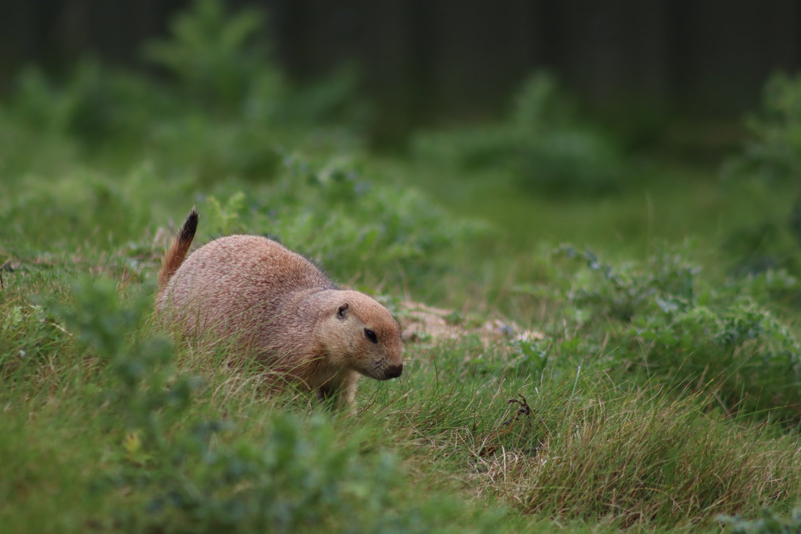 Black-tailed Prairie Dog - 7 September 2020