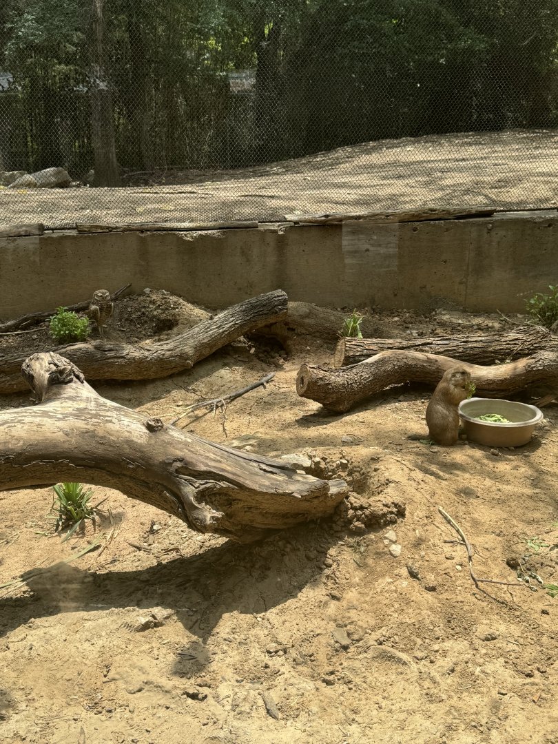 Black-Tailed Prairie Dog and Burrowing Owl (7/5/24)
