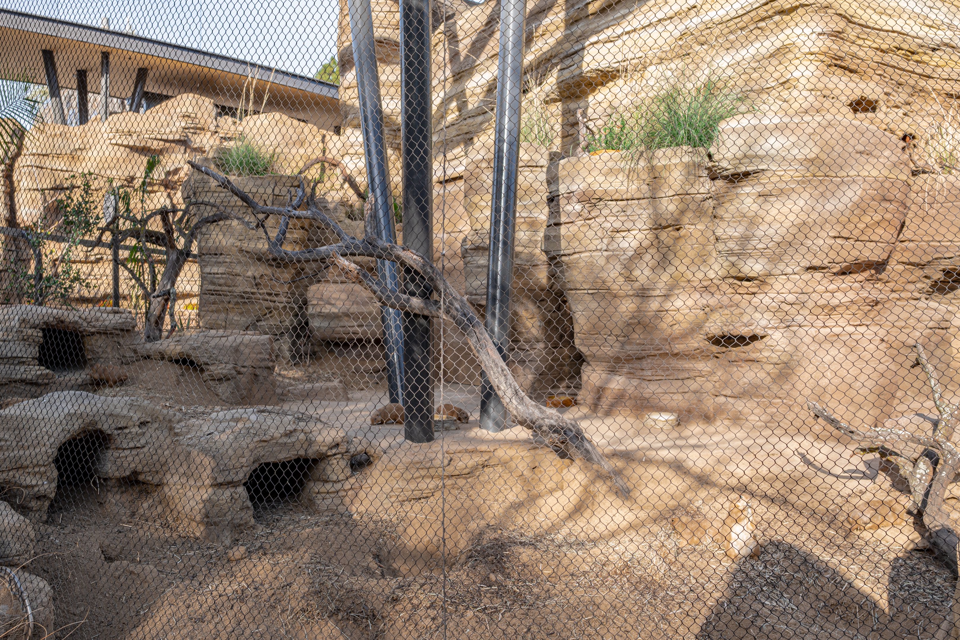 Black Tailed Prairie Dog and Western Burrowing Owl Habitat