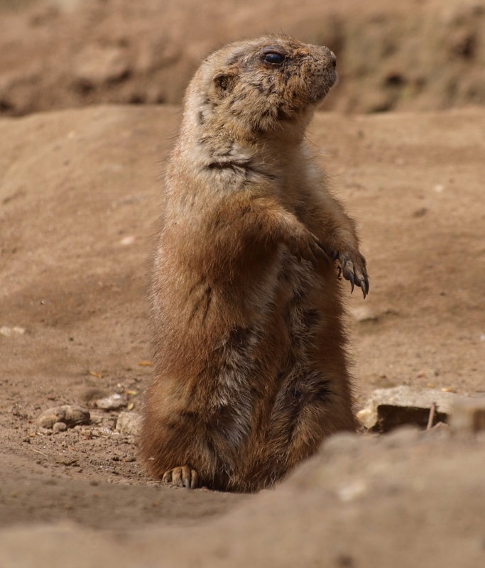 Black-tailed prairie dog (April 19th, 2015)