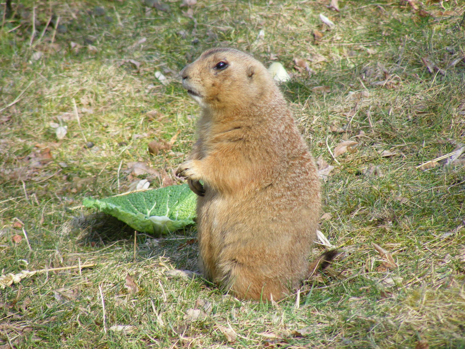 Black-tailed prairie dog at Beale Park, 13th March 2010