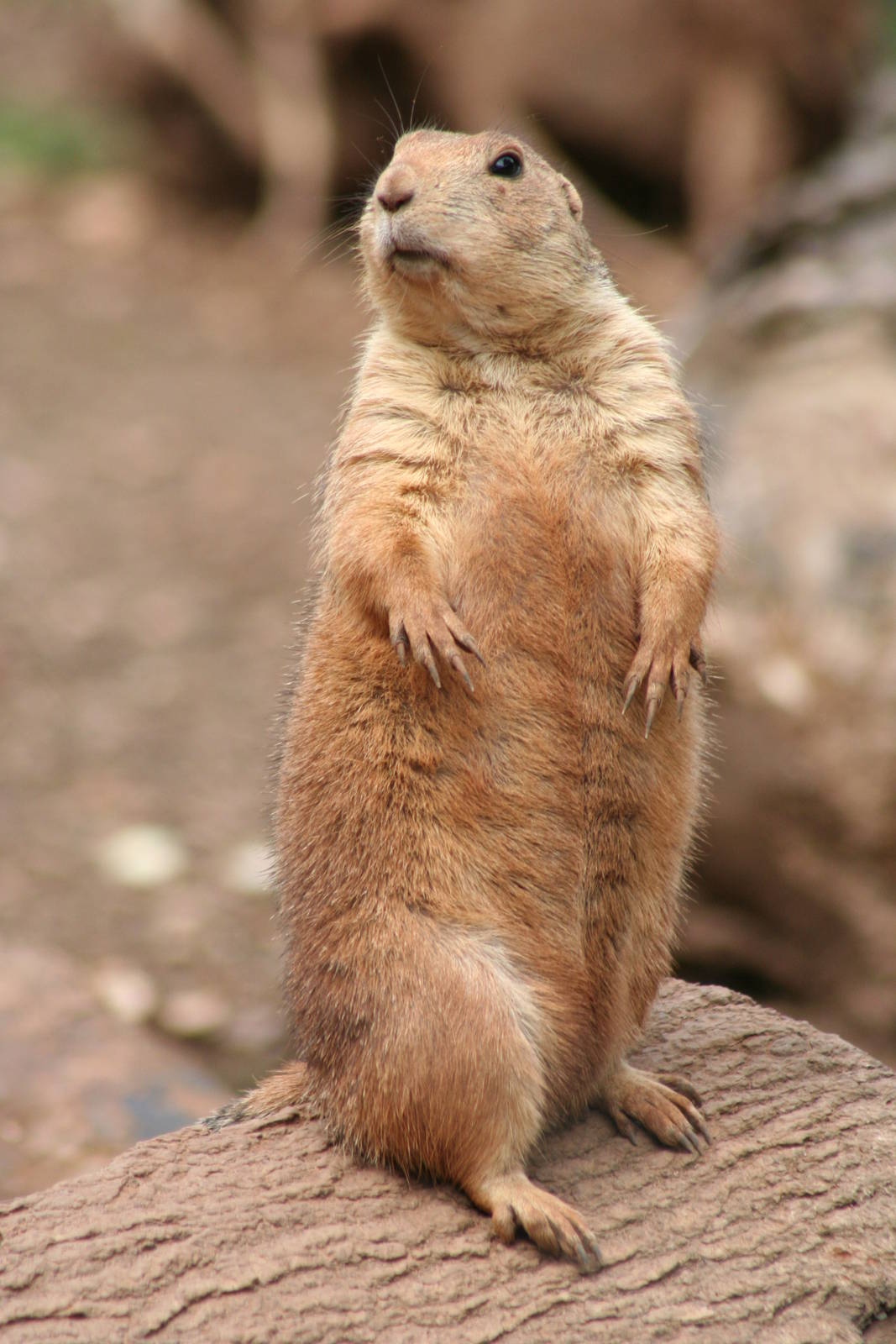 Black-tailed Prairie Dog @ Bristol; 23.07.2011