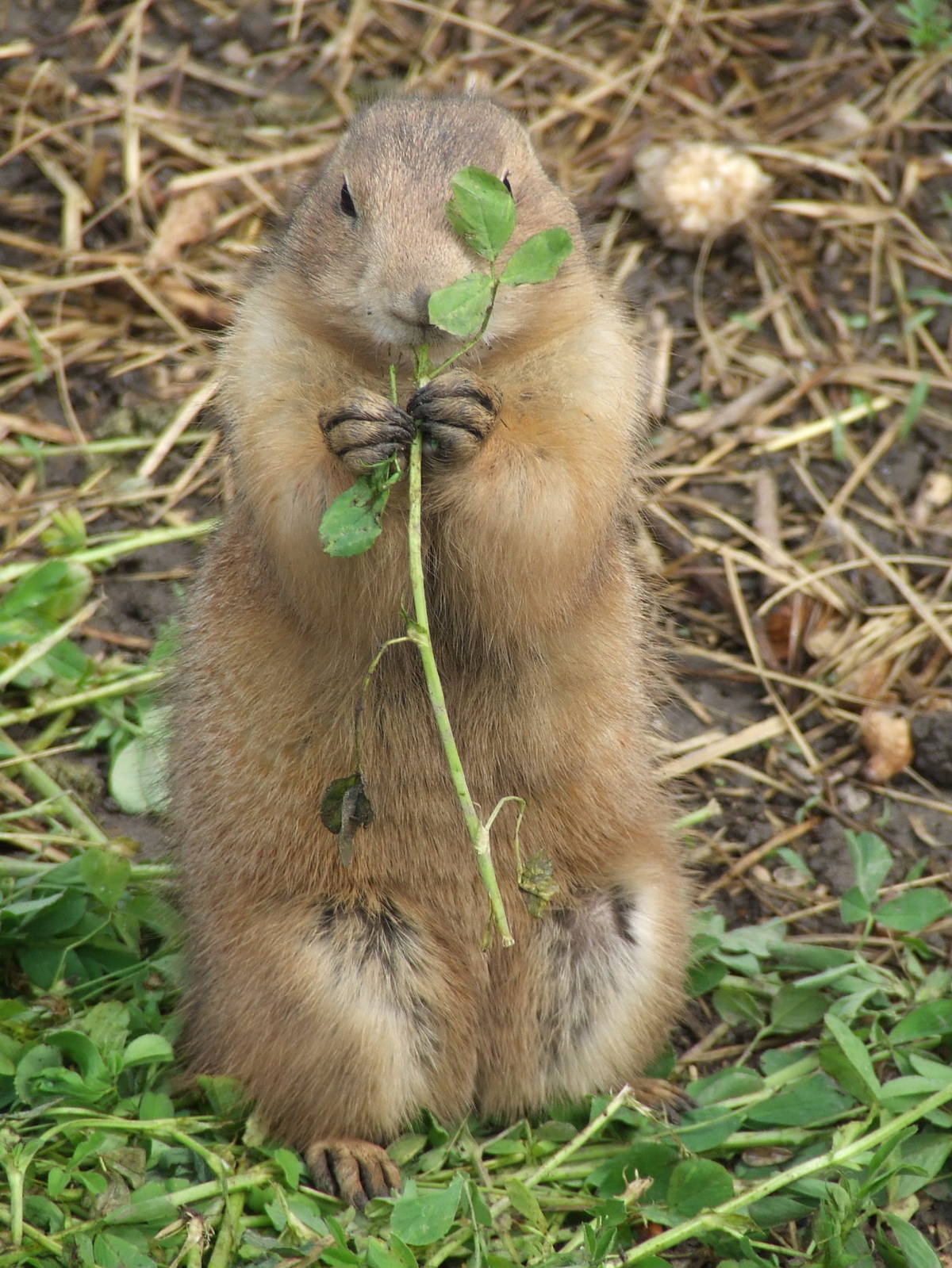 Black-tailed prairie dog @ Budapest Zoo