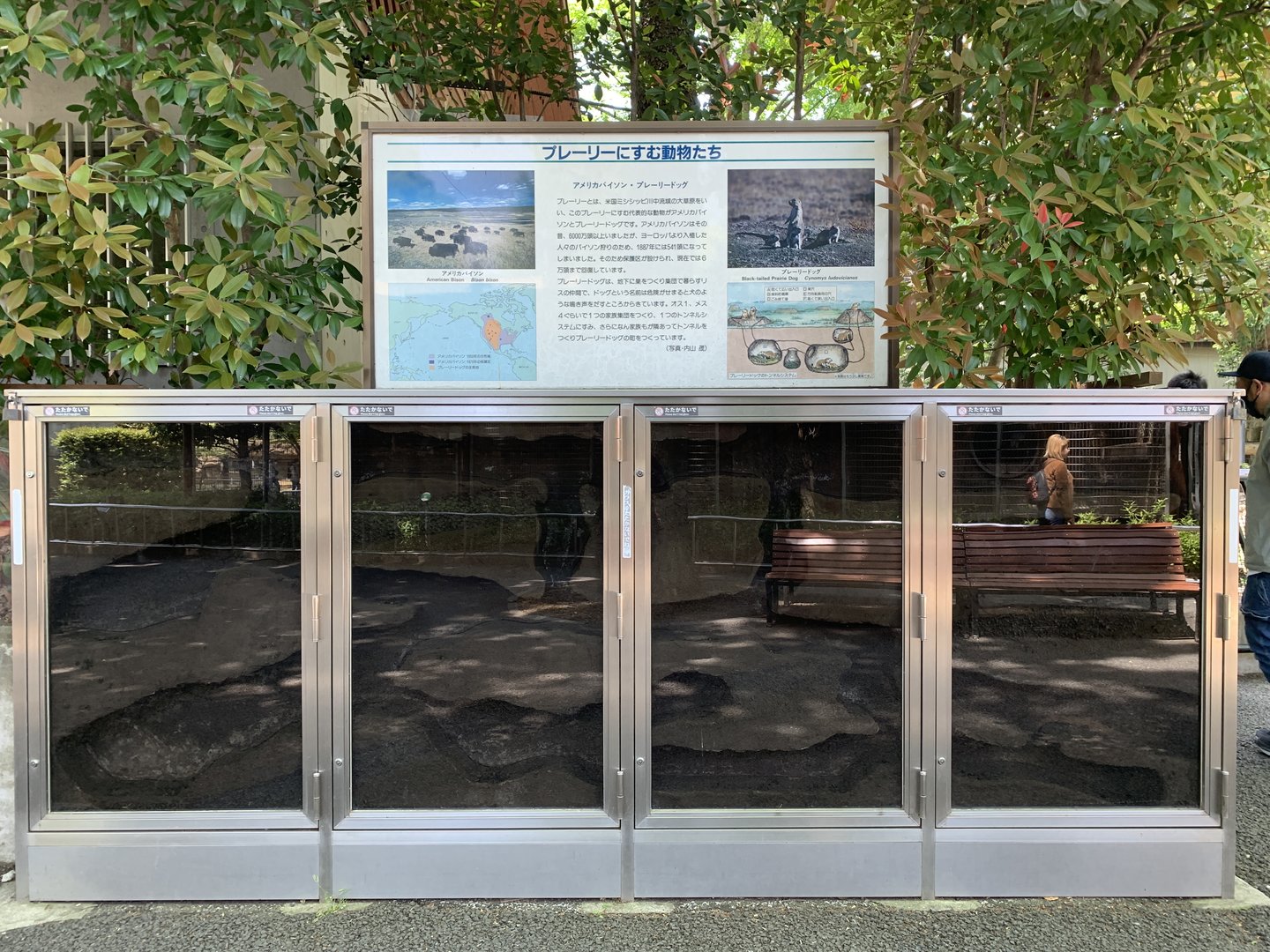 Black-tailed Prairie Dog Burrow Viewing