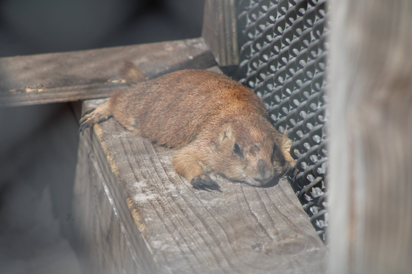 Black-Tailed Prairie Dog (C. ludovicianus)