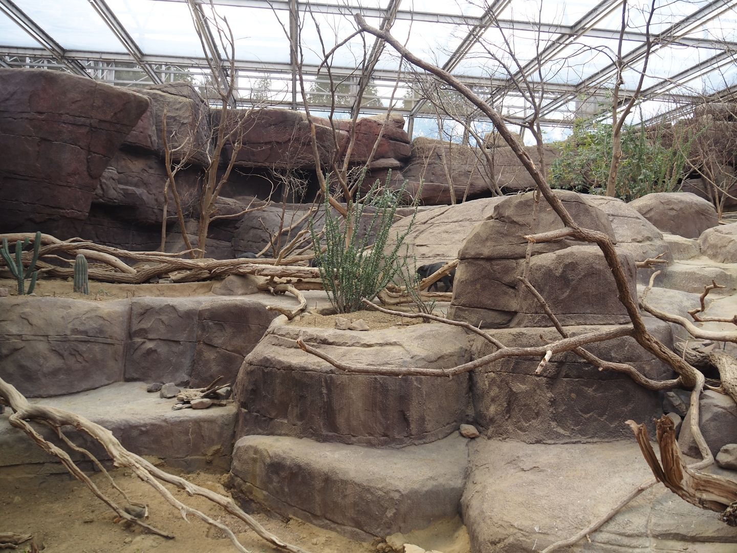 Black-tailed prairie dog, Collared peccary and North American porcupine exhibit, 2025-05-17