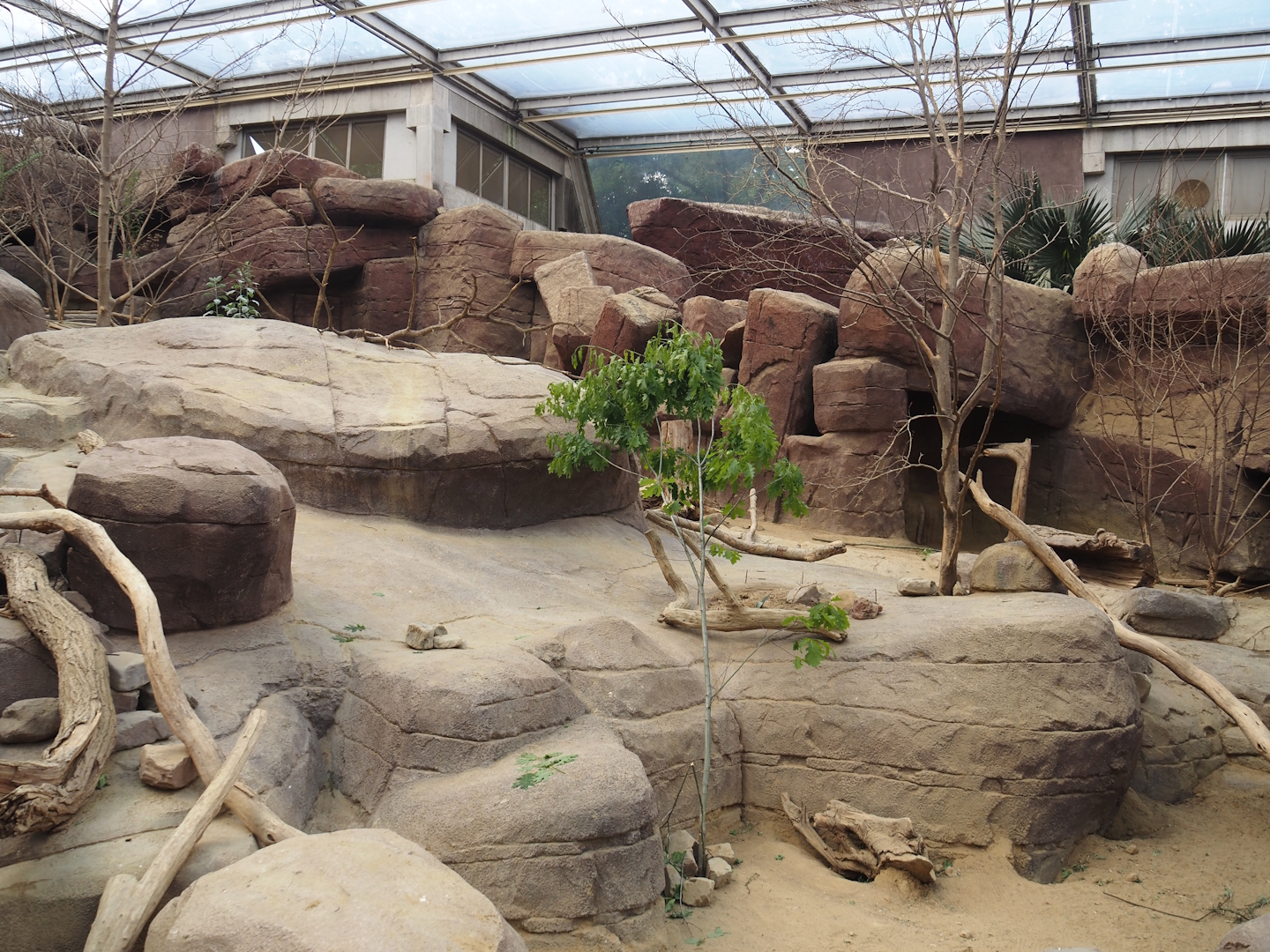 Black-tailed prairie dog, Collared peccary and North American porcupine exhibit, 2025-05-17