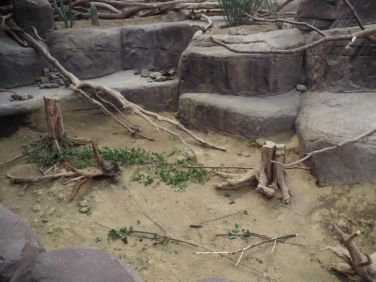 Black-tailed prairie dog, Collared peccary and North American porcupine exhibit - Separated area for rodents, 2025-05-17
