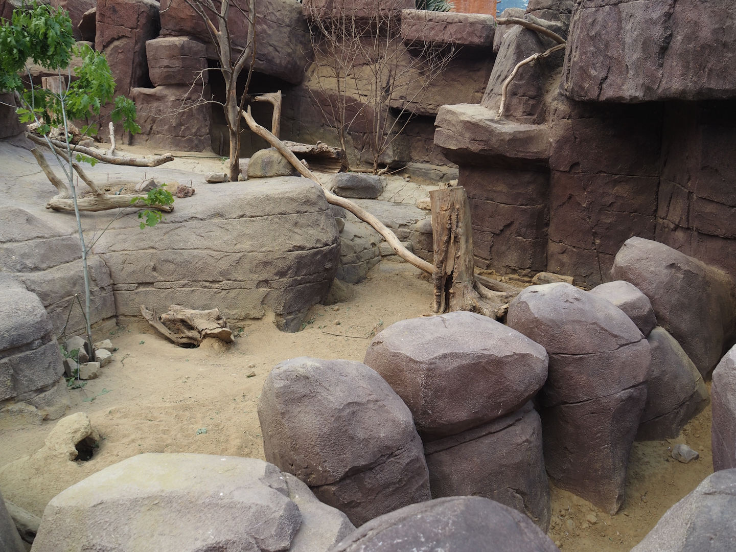 Black-tailed prairie dog, Collared peccary and North American porcupine exhibit - Separated area for rodents, 2025-05-17