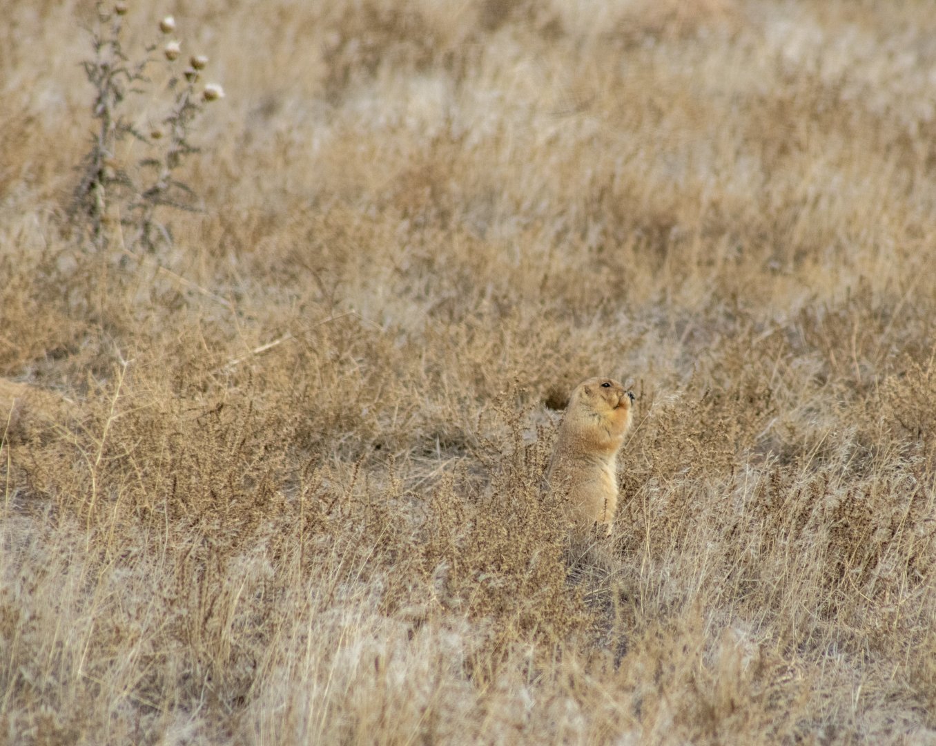 Black-tailed Prairie Dog - Colorado