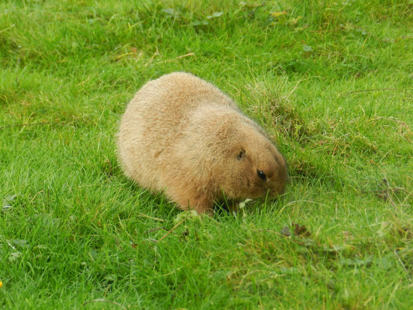 Black-Tailed Prairie Dog (Cynomys ludivicianus) at Banham Zoo, England