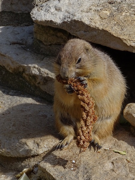 Black-tailed prairie dog (Cynomys ludovicianus) (04/22)