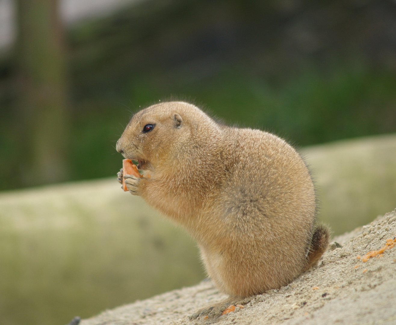 Black-tailed prairie dog (Cynomys ludovicianus), 2008-03-01