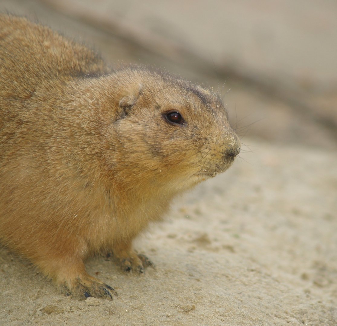 Black-tailed prairie dog (Cynomys ludovicianus), 2008-03-01