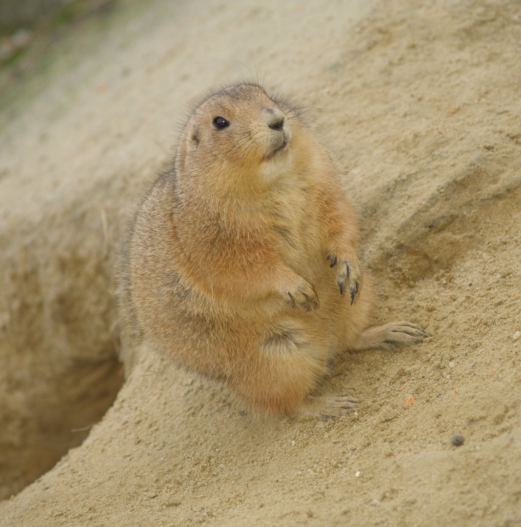 Black-tailed prairie dog (Cynomys ludovicianus), 2008-03-01