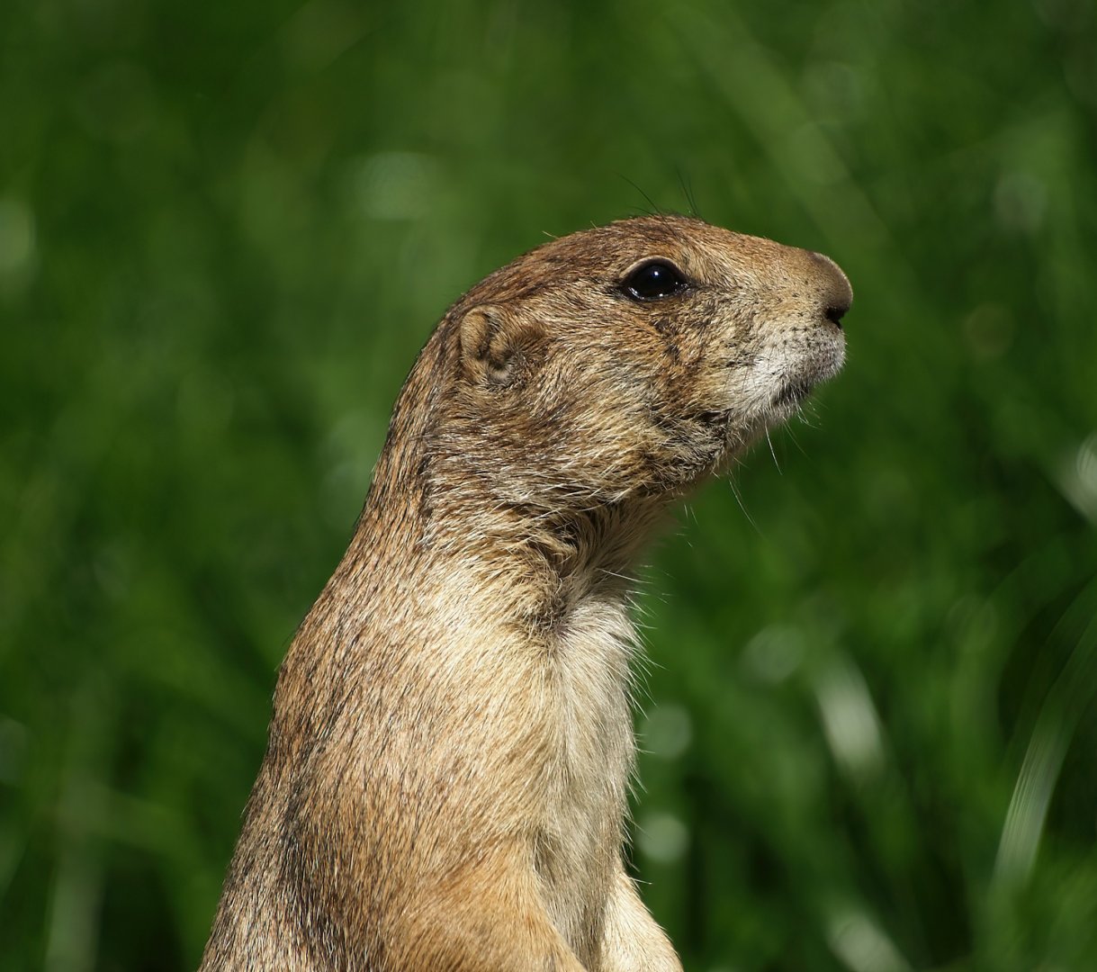 Black-tailed prairie dog (Cynomys ludovicianus), 2008-08-06