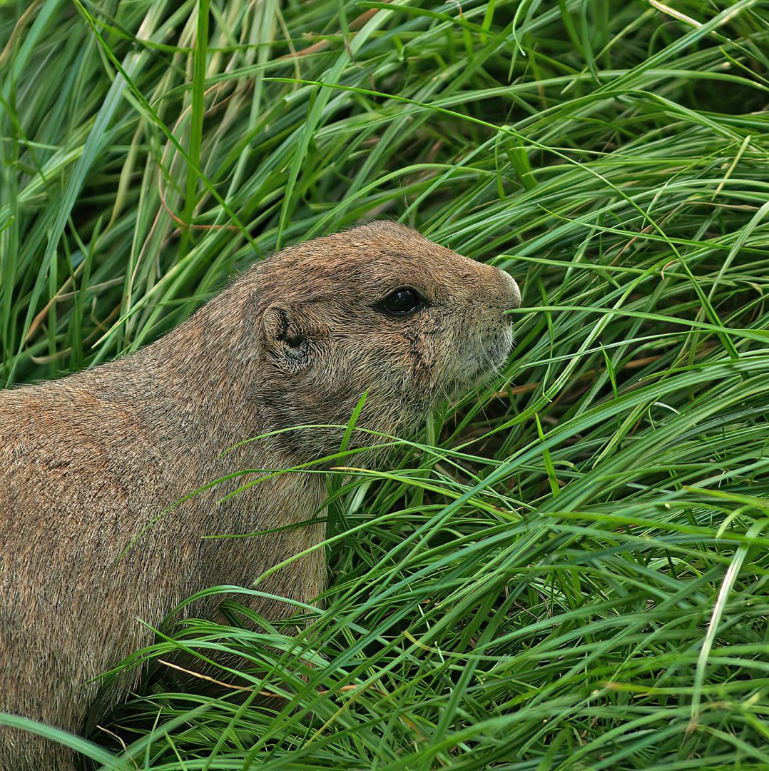 Black-tailed prairie dog (Cynomys ludovicianus), 2008-08-06