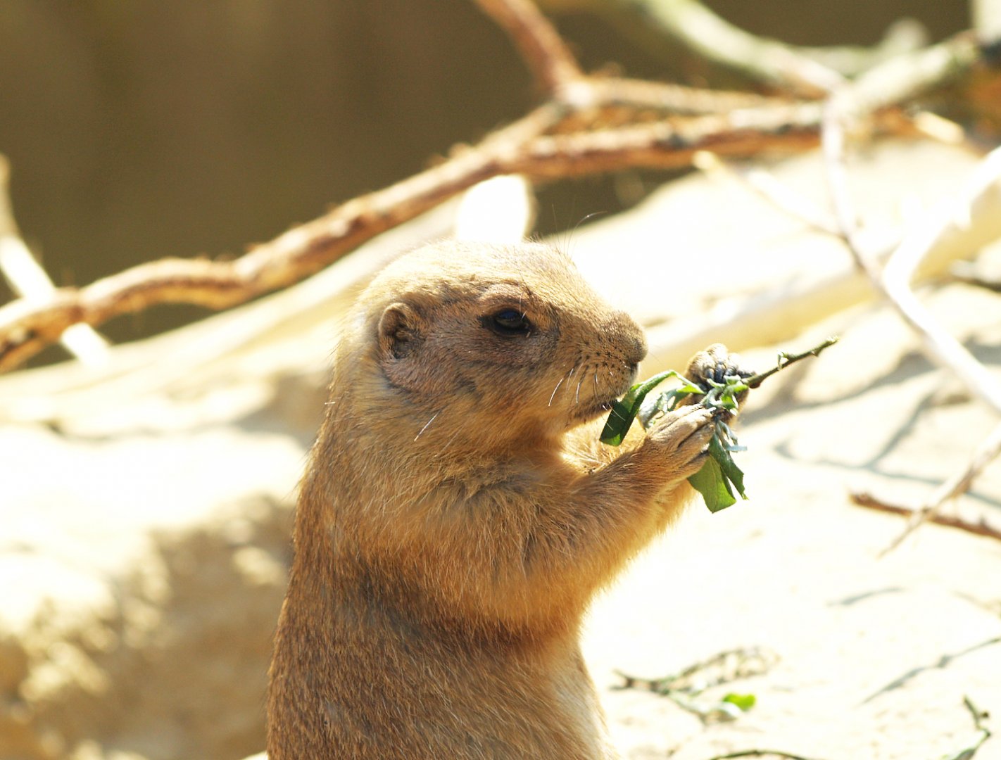 Black-tailed prairie dog (Cynomys ludovicianus), 2009-04-19