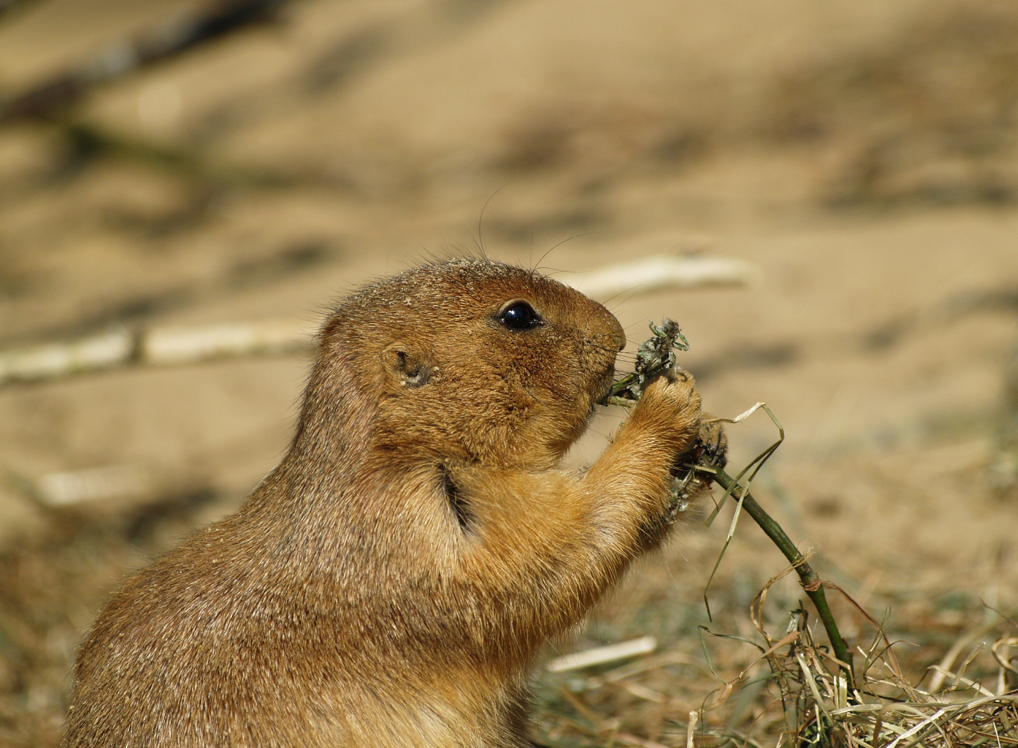 Black-tailed prairie dog (Cynomys ludovicianus), 2009-04-19