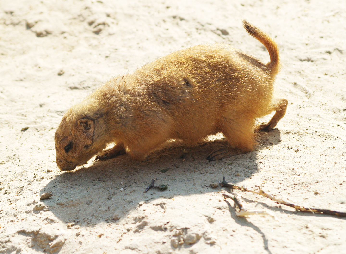 Black-tailed prairie dog (Cynomys ludovicianus), 2009-04-19