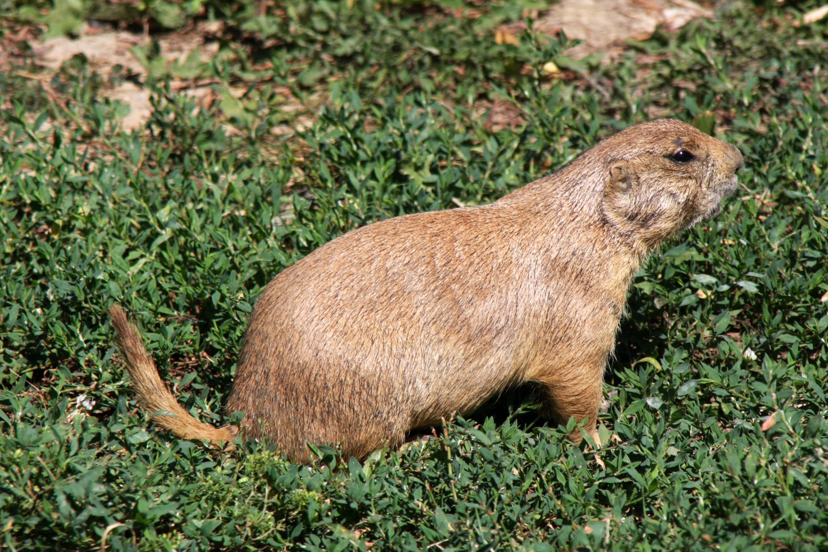 black-tailed prairie dog (Cynomys ludovicianus) 2013