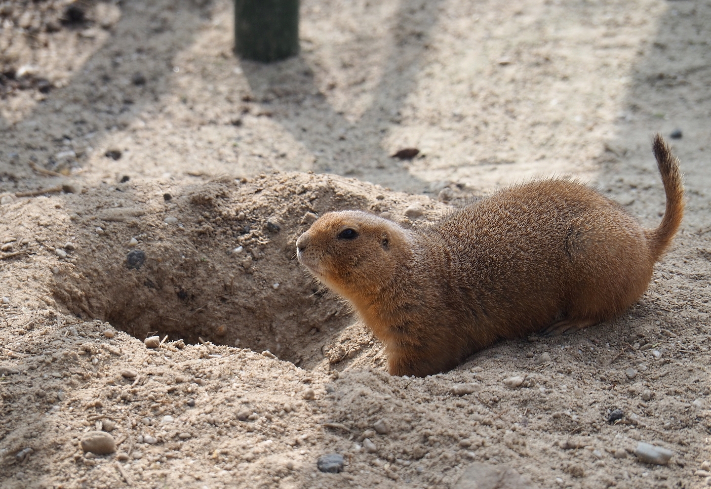 Black-tailed prairie dog (Cynomys ludovicianus), 2019-04-06