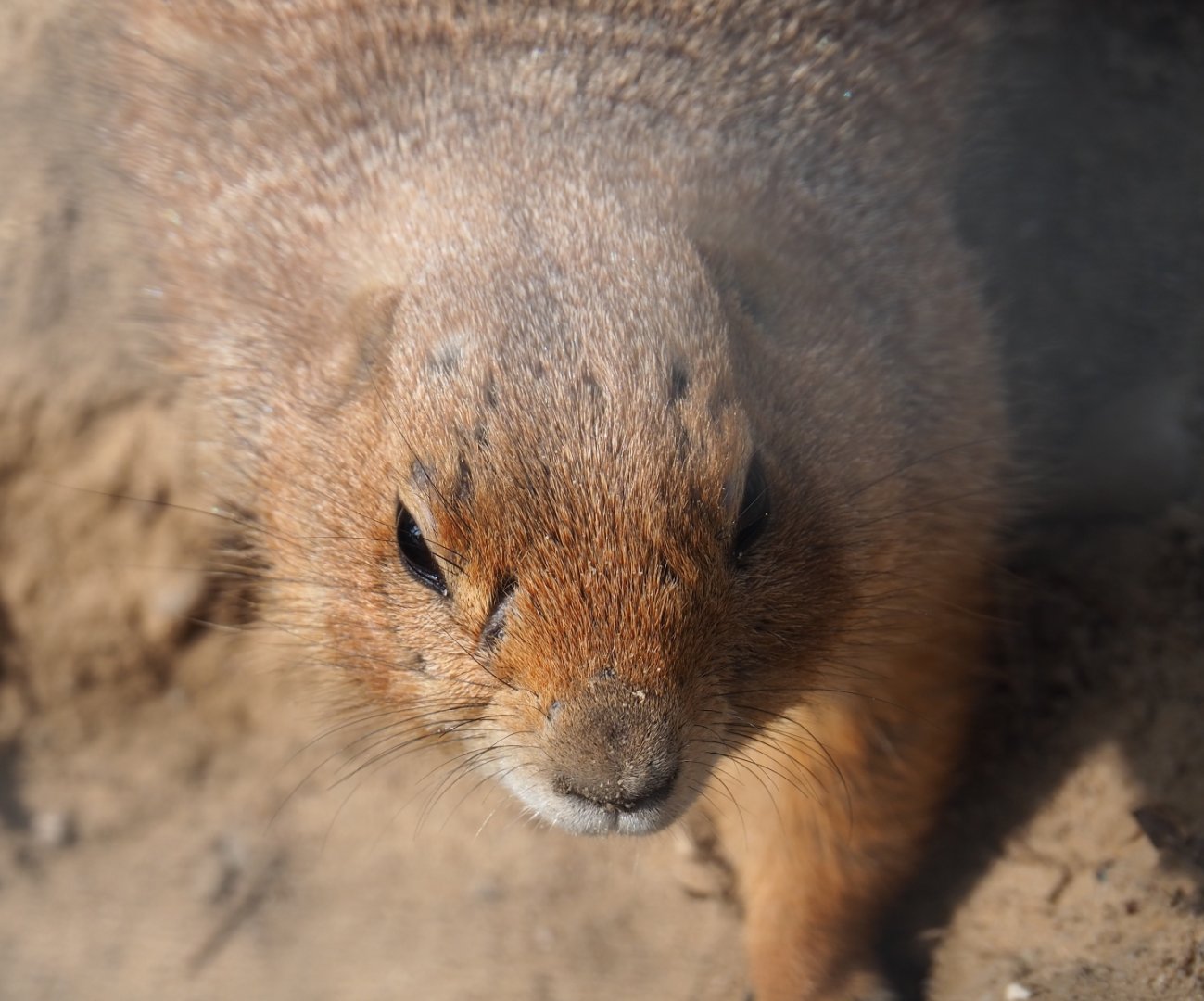 Black-tailed prairie dog (Cynomys ludovicianus), 2019-04-06