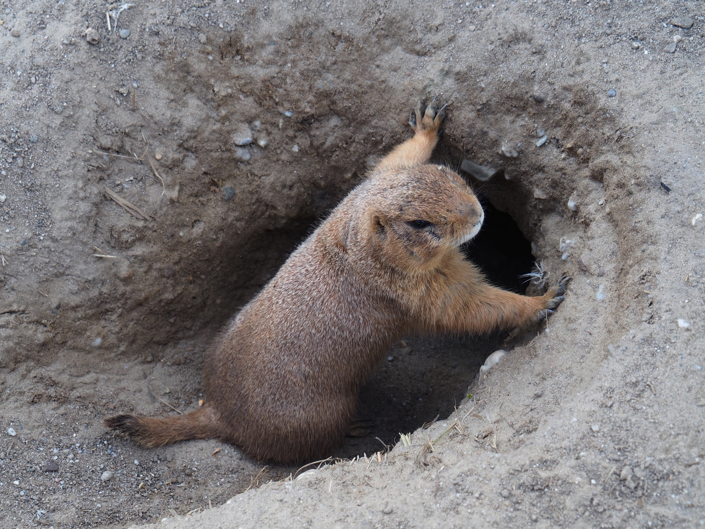 Black-tailed prairie dog (Cynomys ludovicianus), 2019-04-06