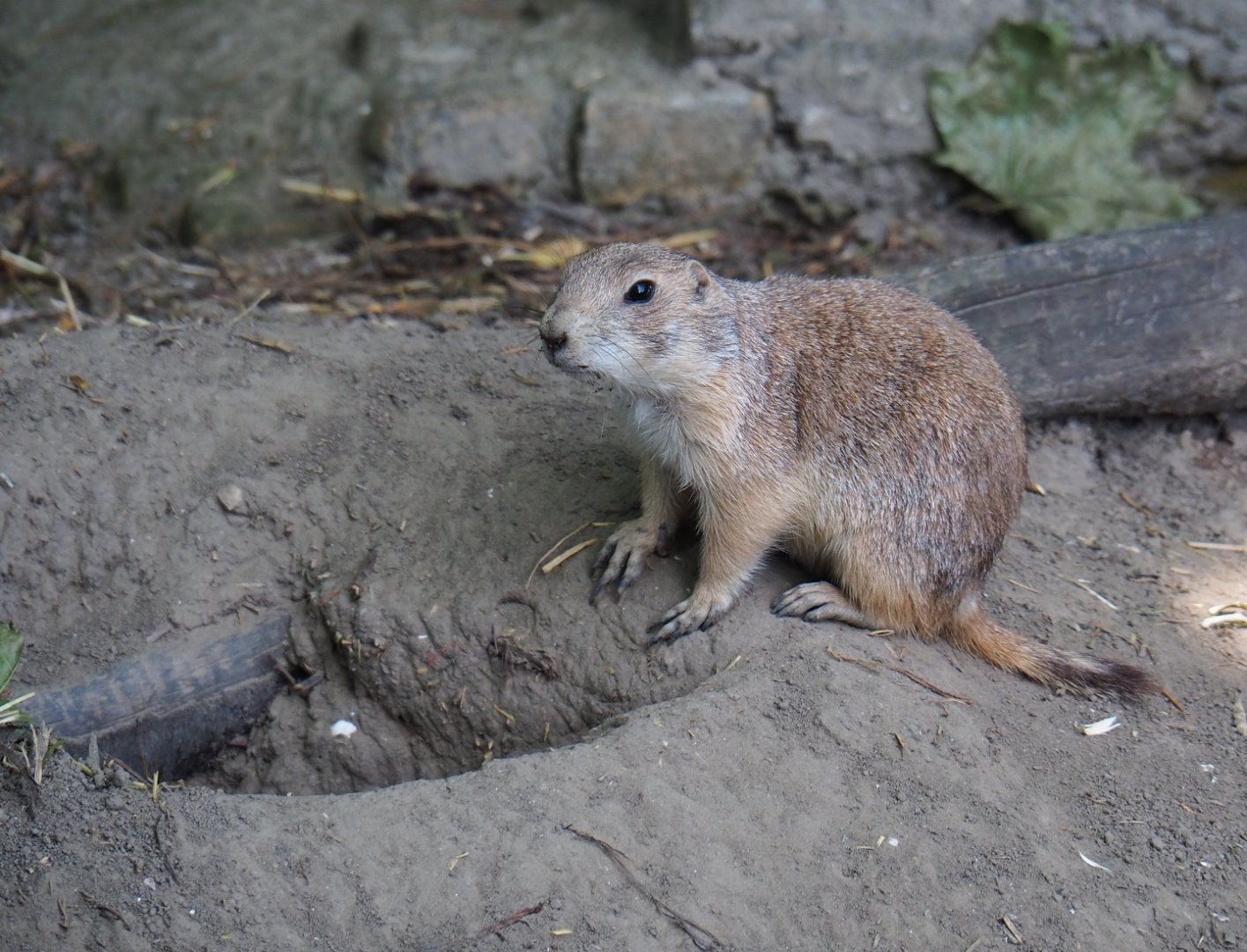 Black-tailed prairie dog (Cynomys ludovicianus), 2019-06-01