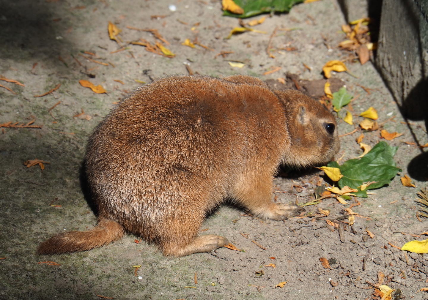 Black-tailed prairie dog (Cynomys ludovicianus), 2019-06-01