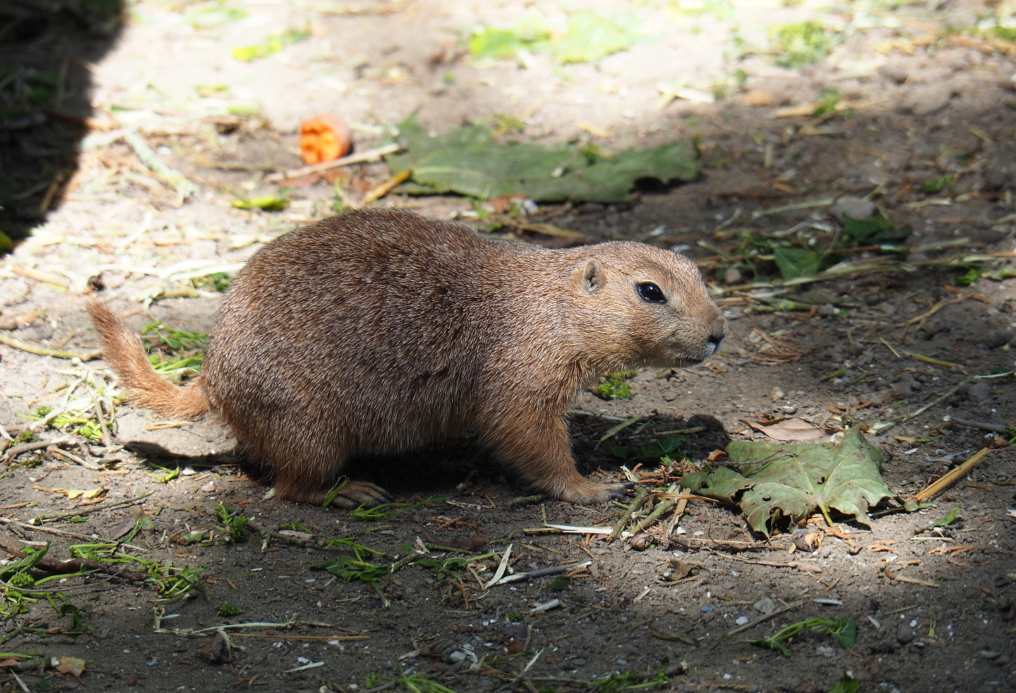 Black-tailed prairie dog (Cynomys ludovicianus), 2019-06-01
