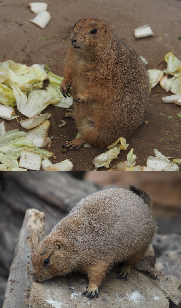 Black-tailed prairie dog (Cynomys ludovicianus), 2020-09-03