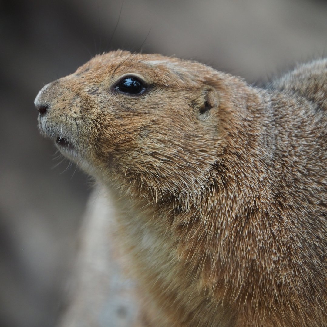 Black-tailed prairie dog (Cynomys ludovicianus), 2020-09-03