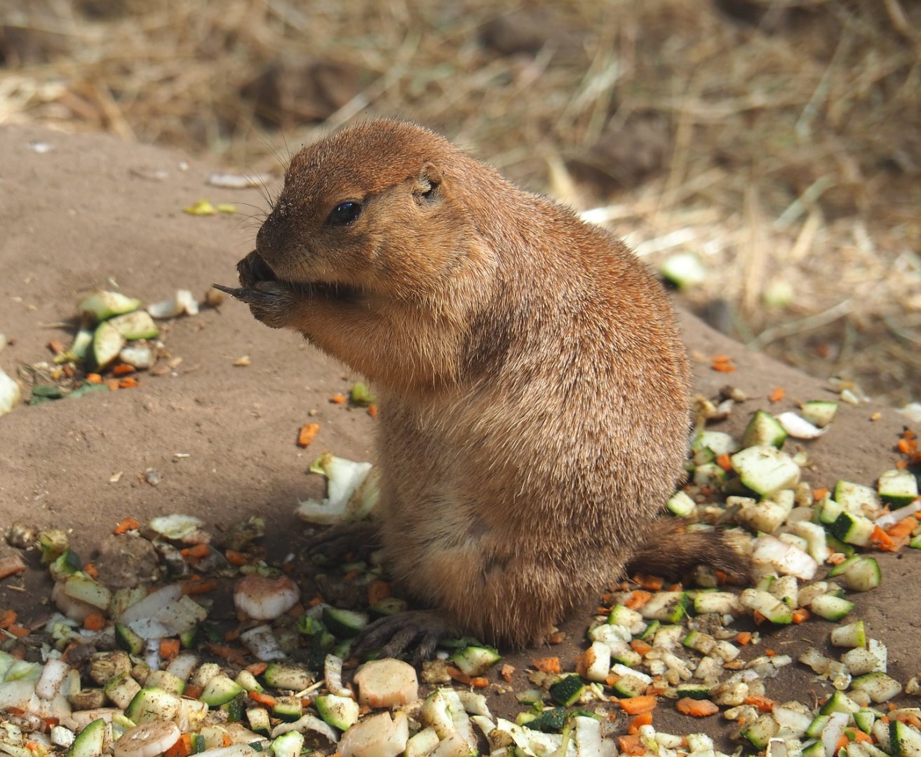 Black-tailed prairie dog (Cynomys ludovicianus), 2021-09-03