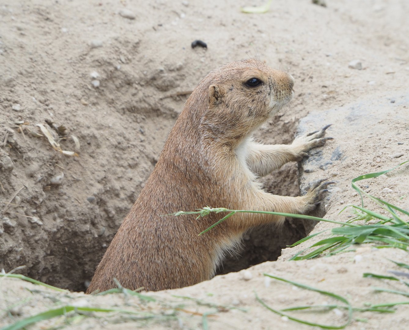 Black-tailed prairie dog (Cynomys ludovicianus), 2022-05-17
