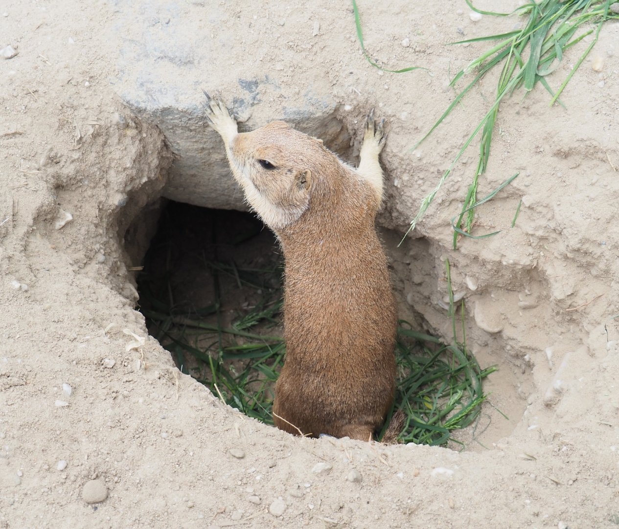 Black-tailed prairie dog (Cynomys ludovicianus), 2022-05-17