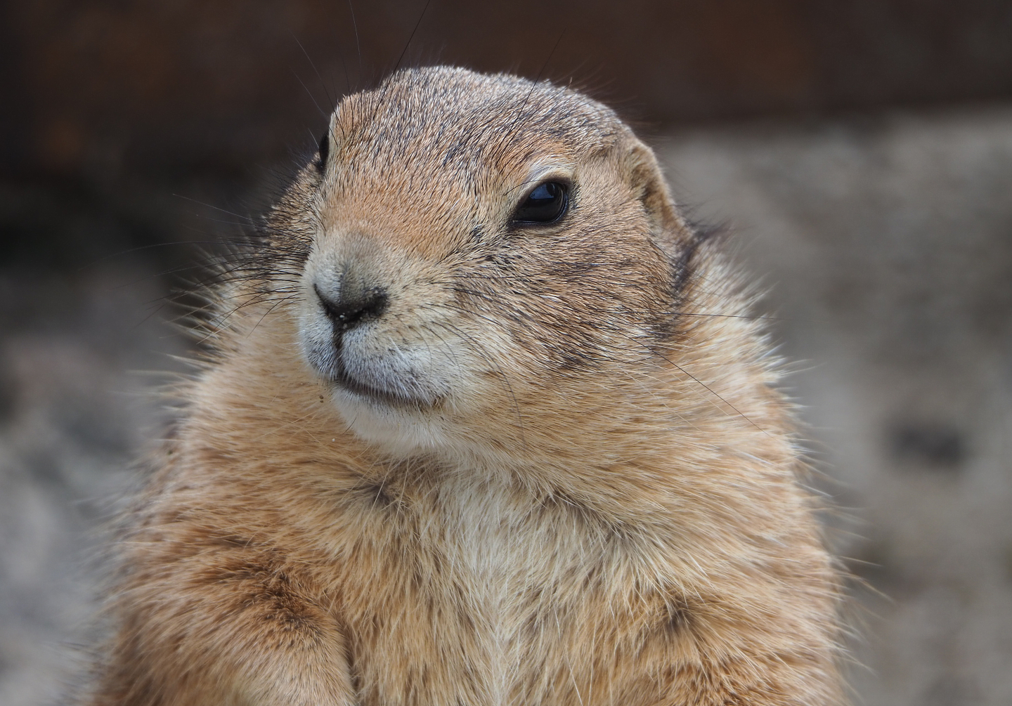 Black-tailed prairie dog (Cynomys ludovicianus), 2022-05-17