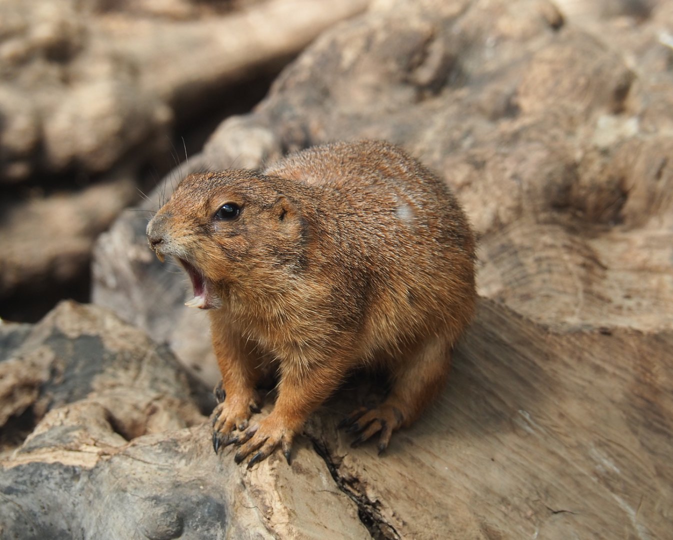 Black-tailed prairie dog (Cynomys ludovicianus), 2022-06-28