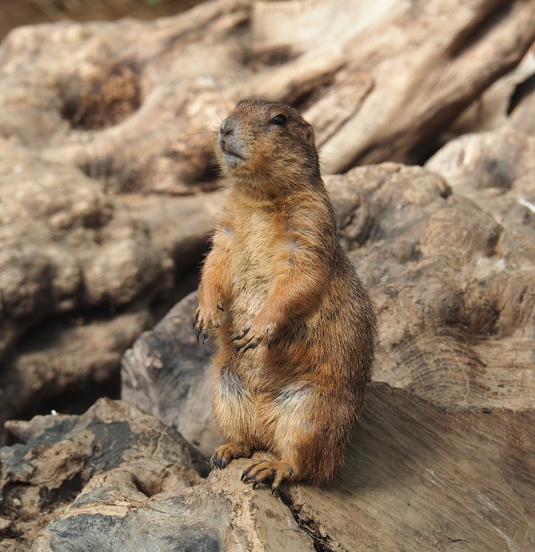 Black-tailed prairie dog (Cynomys ludovicianus), 2022-06-28