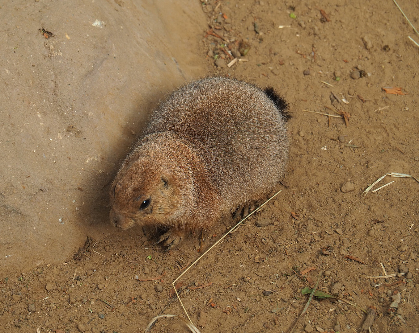 Black-tailed prairie dog (Cynomys ludovicianus), 2022-09-15