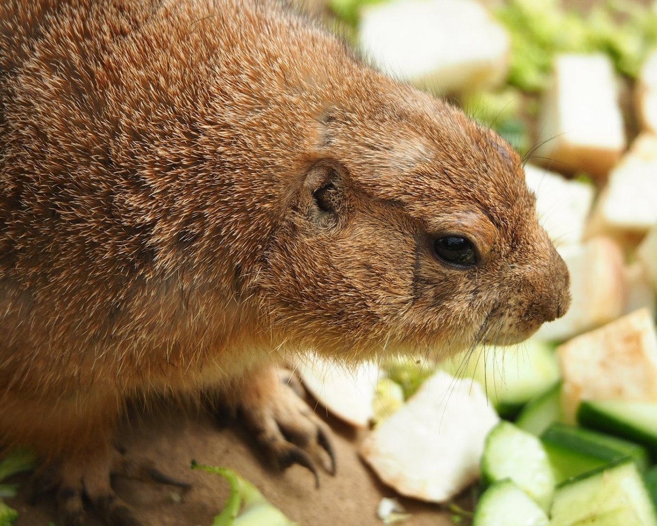 Black-tailed prairie dog (Cynomys ludovicianus), 2023-05-16