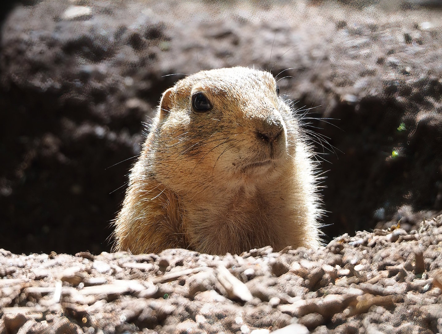 Black-tailed prairie dog (Cynomys ludovicianus), 2023-05-19