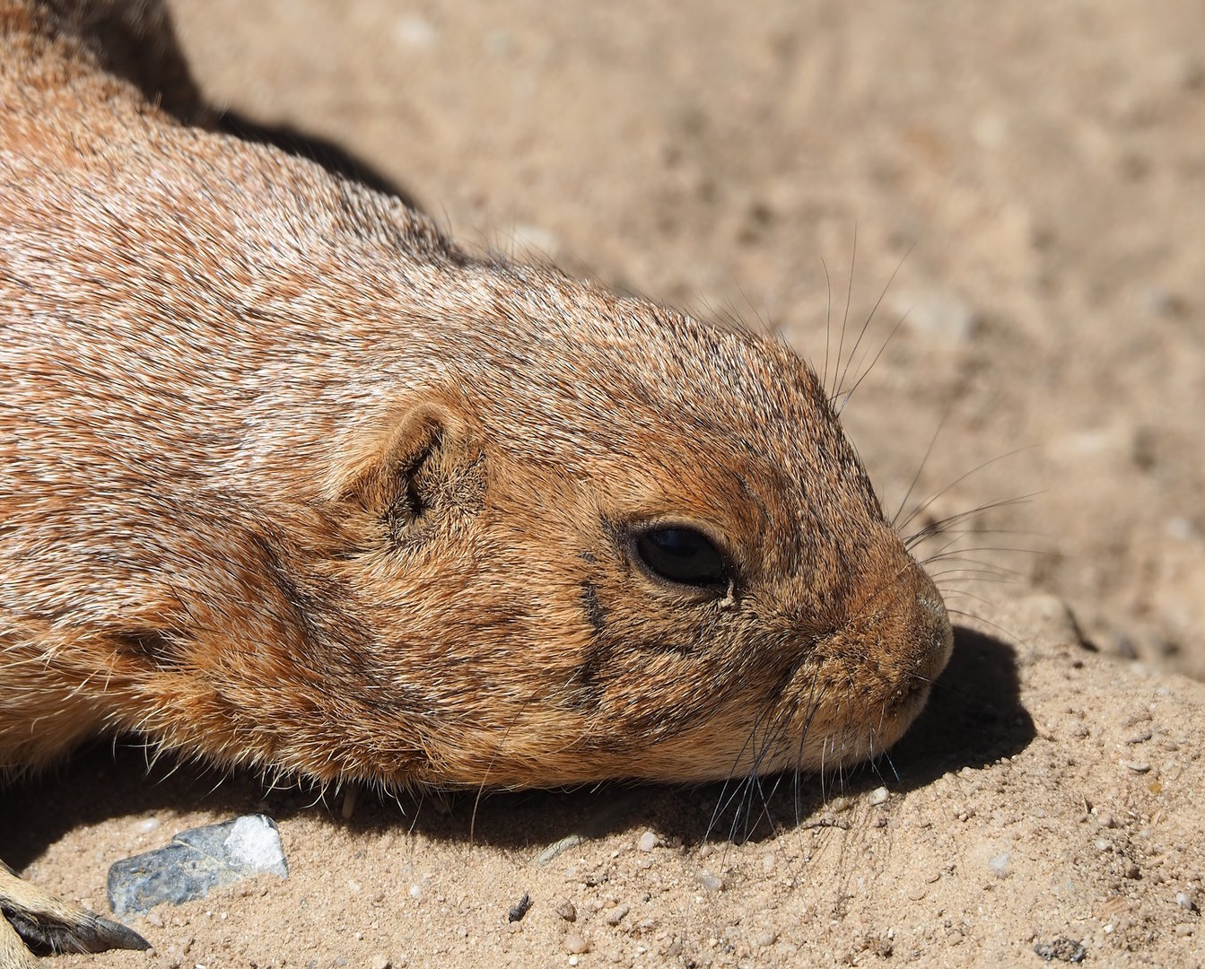 Black-tailed prairie dog (Cynomys ludovicianus), 2023-05-31