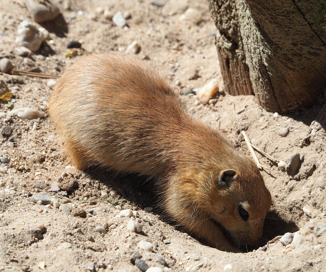 Black-tailed prairie dog (Cynomys ludovicianus), 2023-05-31