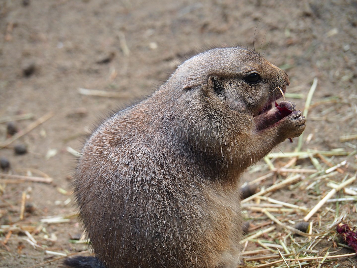 Black-tailed prairie dog (Cynomys ludovicianus), 2023-09-24