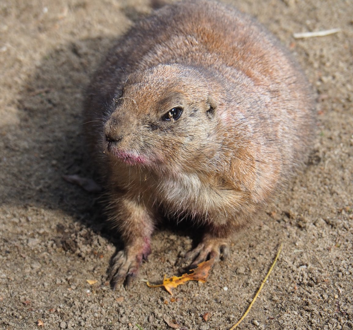 Black-tailed prairie dog (Cynomys ludovicianus), 2023-09-24
